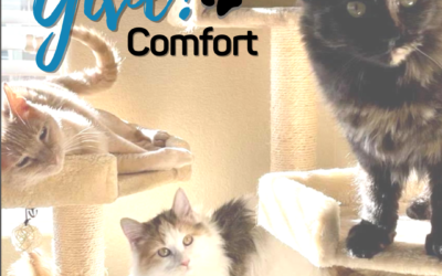 Give! Comfort to Cats Like Raynor