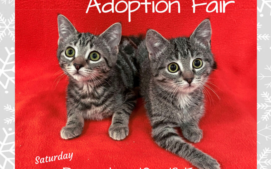 Kitten Adoption Fair