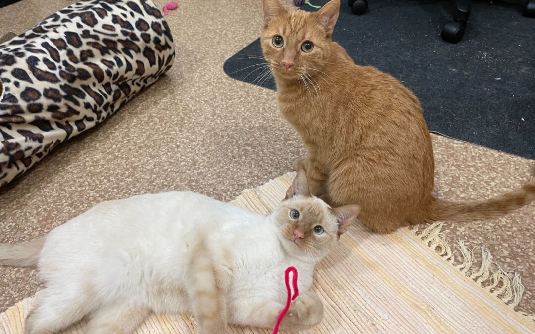 Percy and Sushi are adopted!