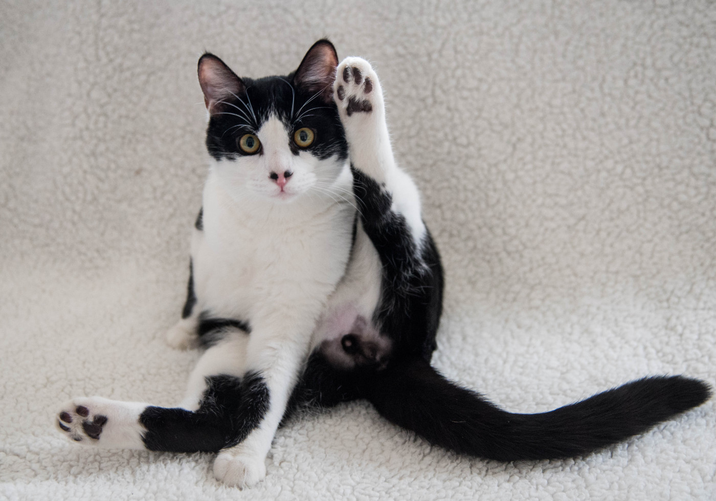 Clean cat