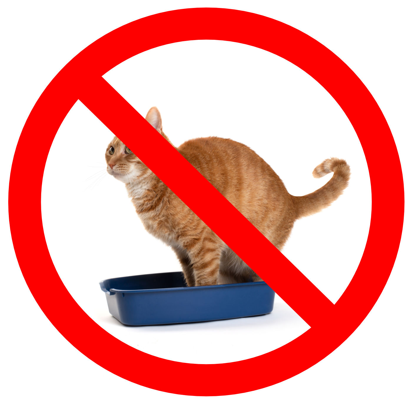 Just say no to teeny litterboxes!