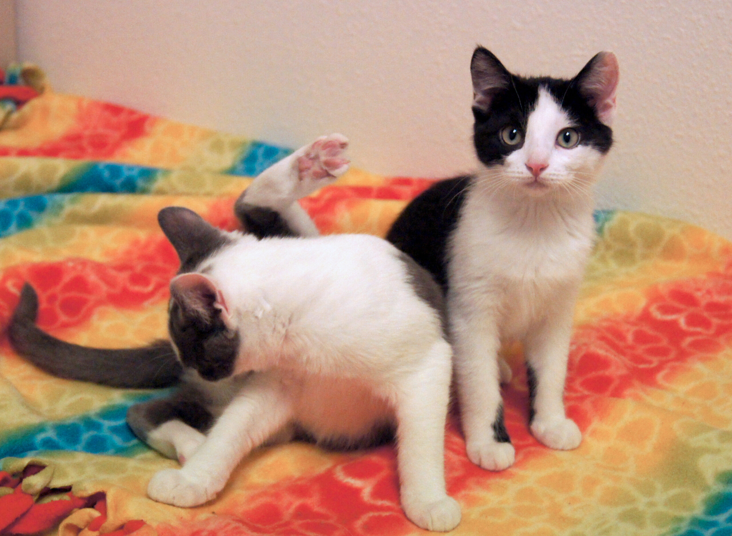 Clean kittens