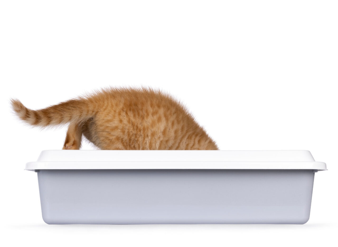 With a litter luck natural cat litter review Happy Cats Haven