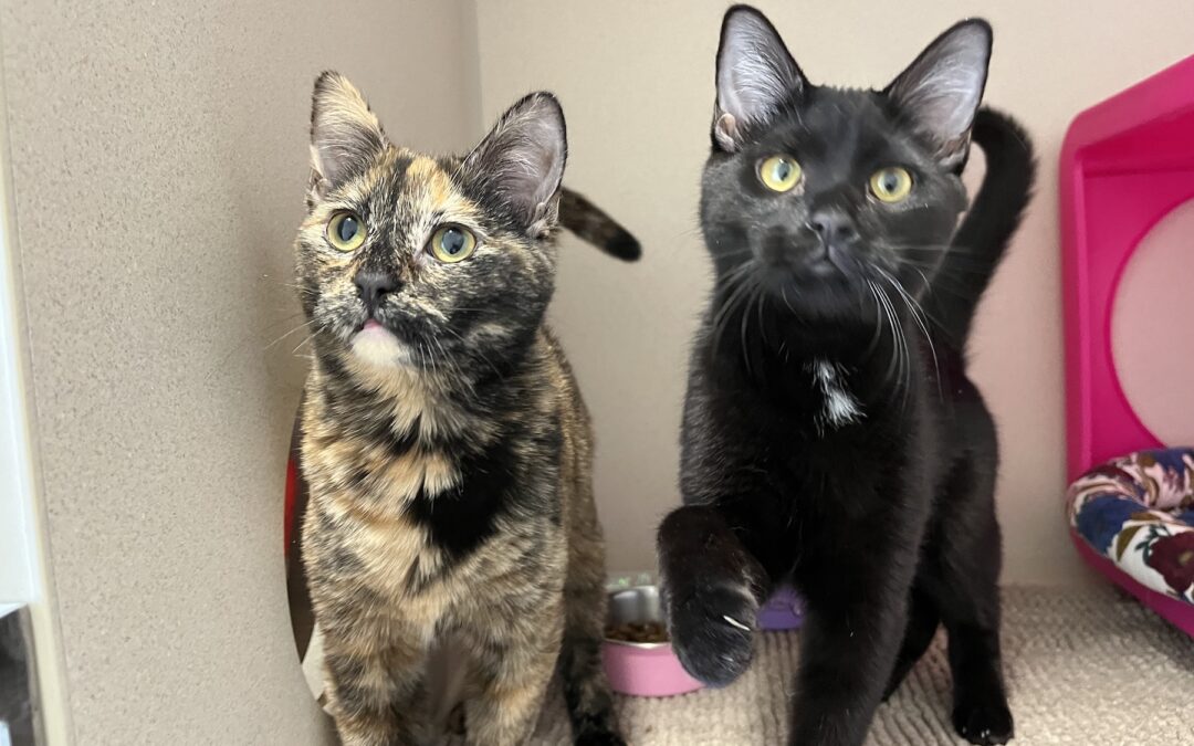Peppa and Ebby are adopted!
