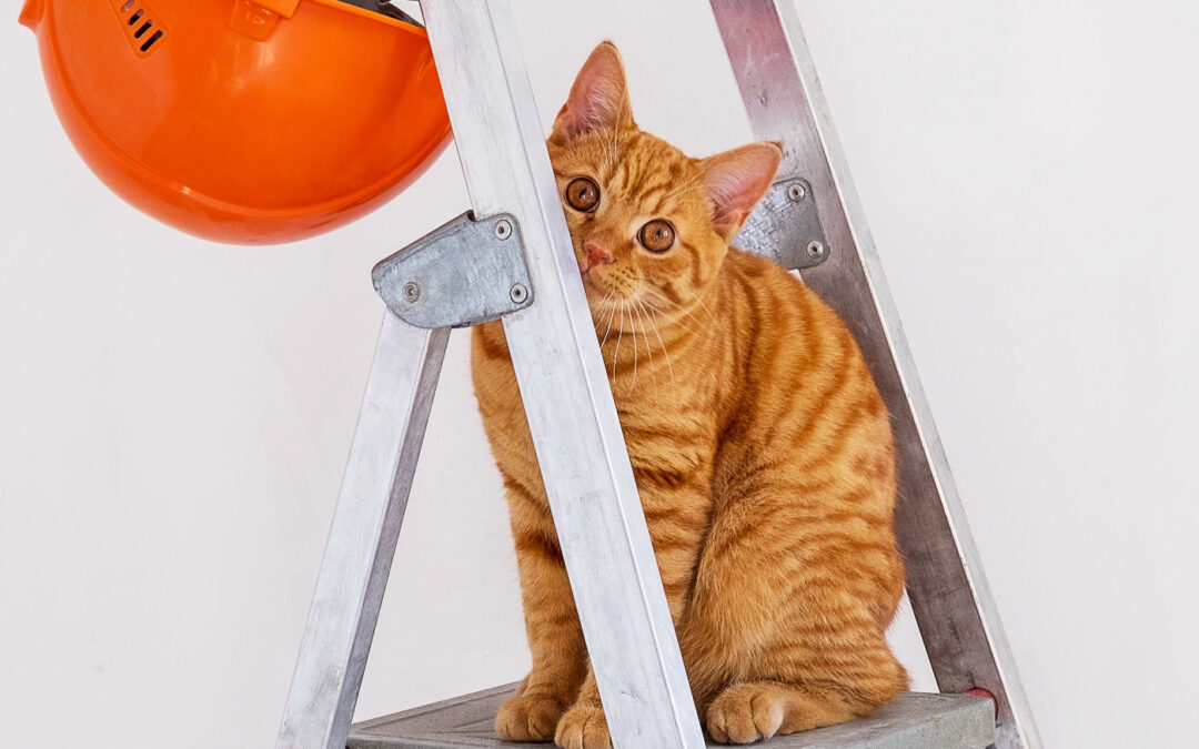 Absolutely floored: cats & remodeling