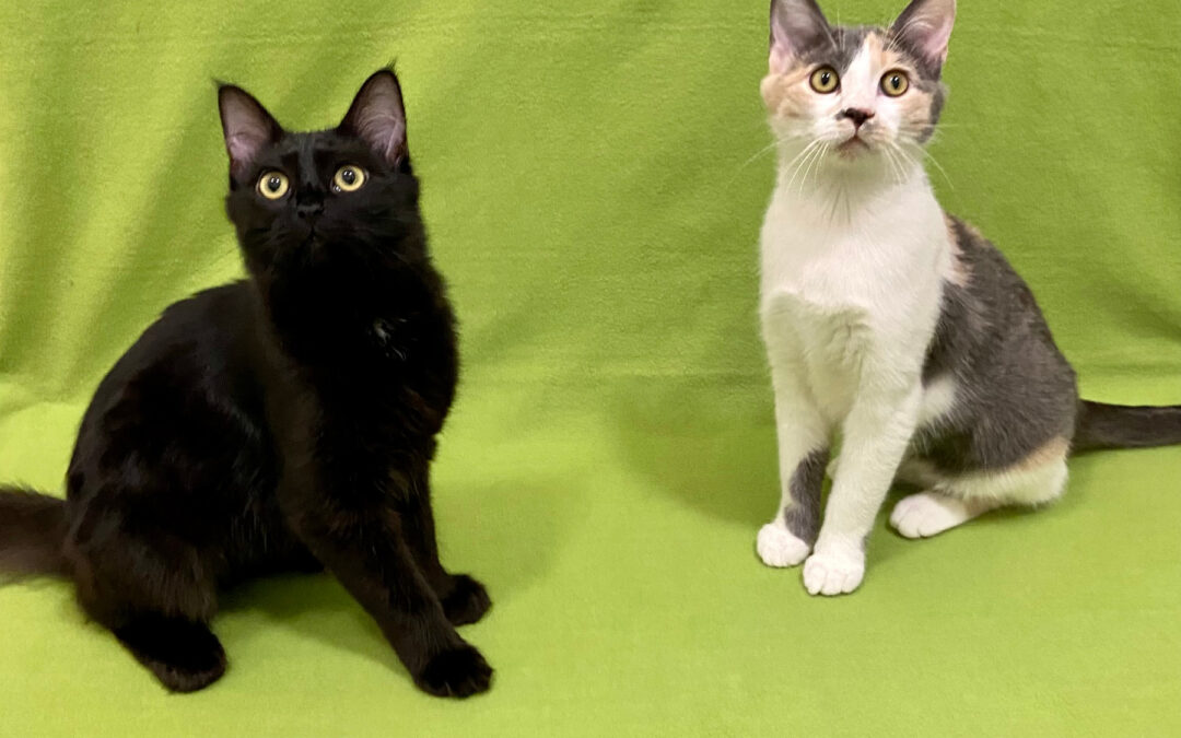 Madeline & Genevieve Are Adopted!