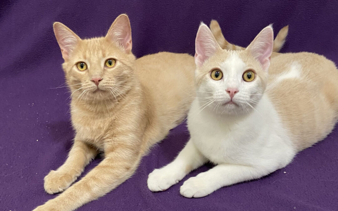Rory and Clarence are adopted!
