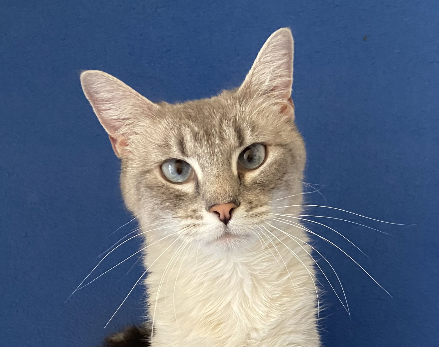 gray cat with ice blue eyes