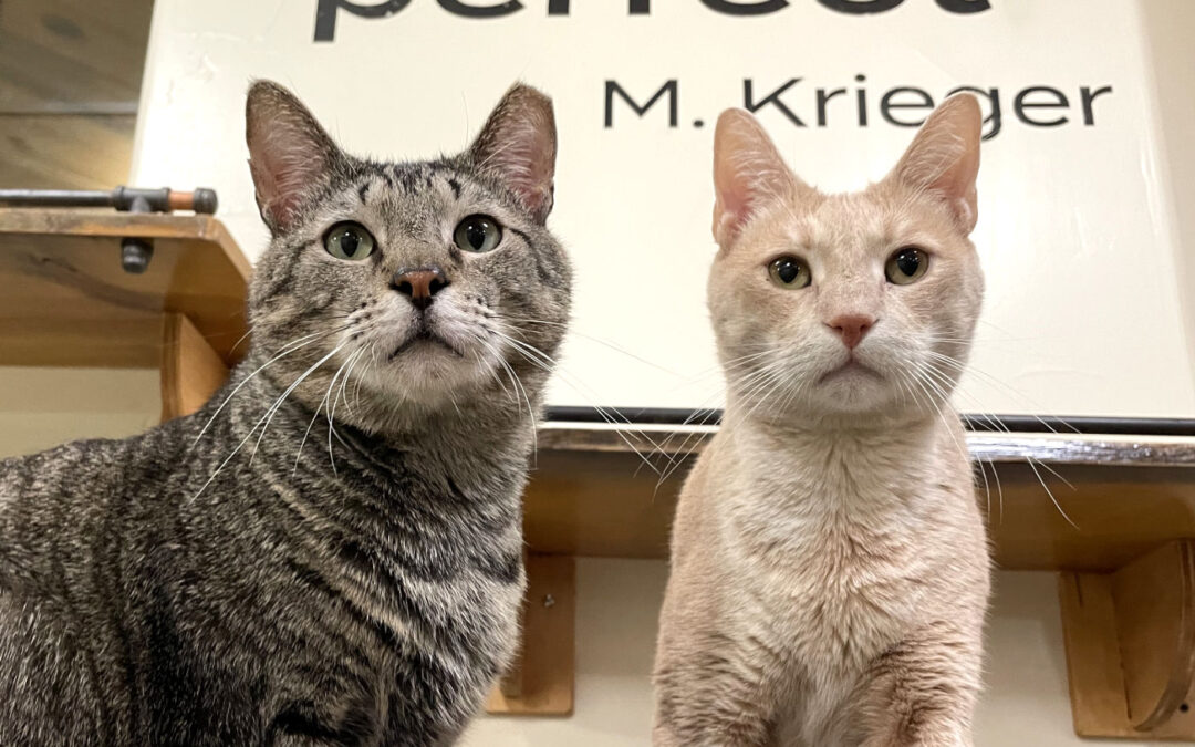 Johnny & Charlie are adopted!