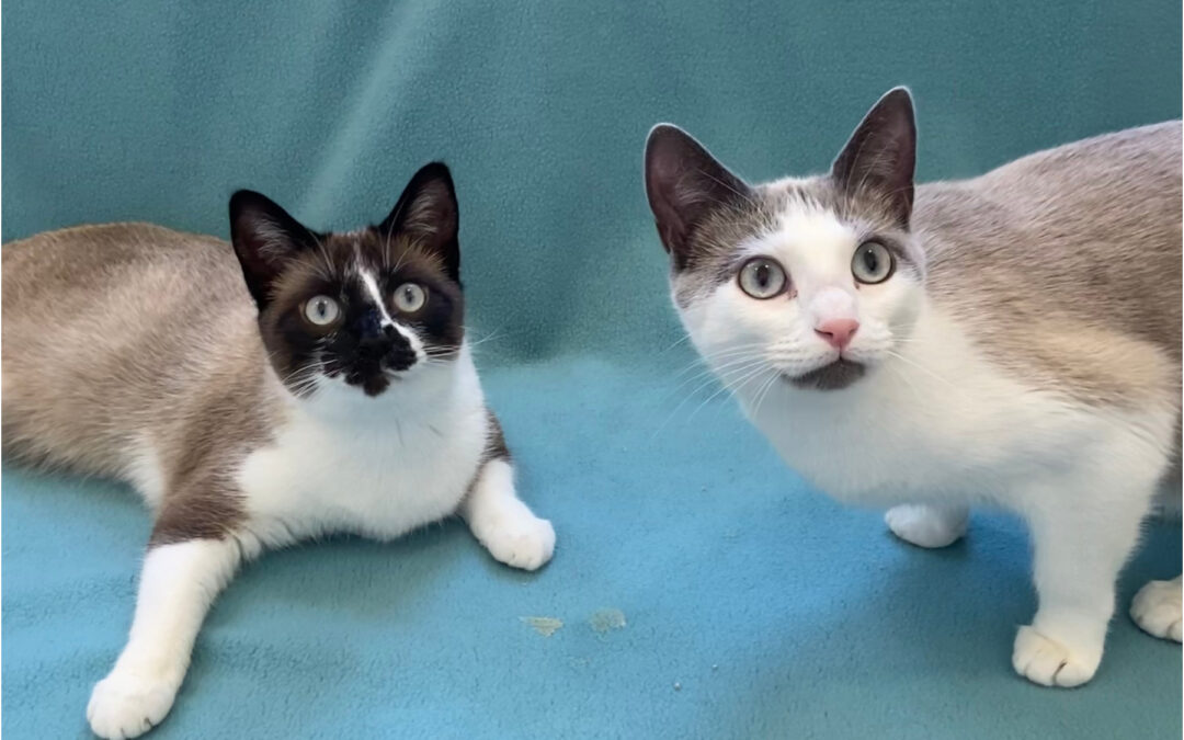 Ling & Pepper are adopted!
