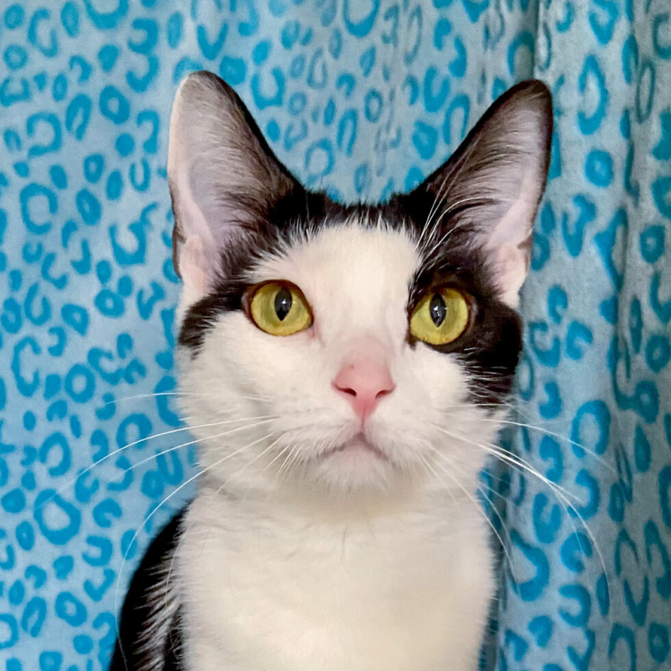 Pot Roast is adopted! Happy Cats Haven