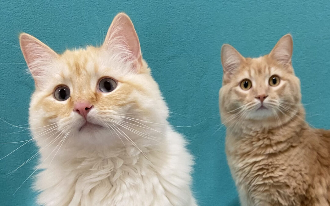 Earl & Fox are adopted!