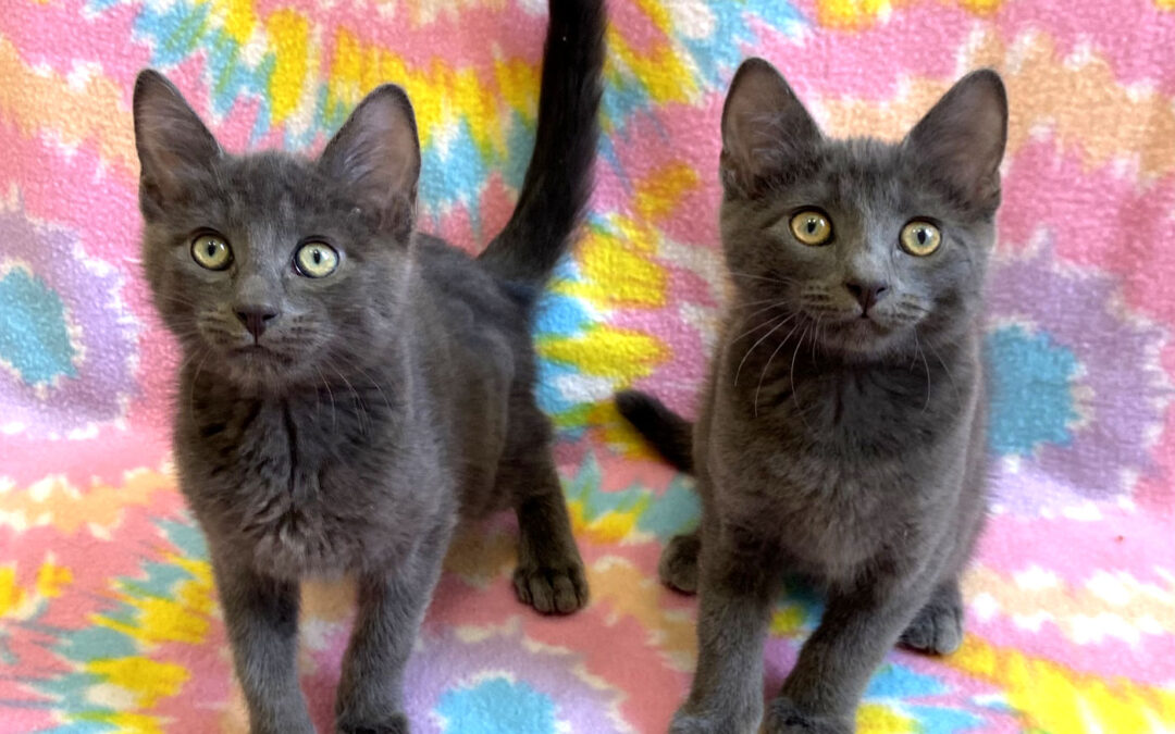 Jumprope & Frisbee are adopted!