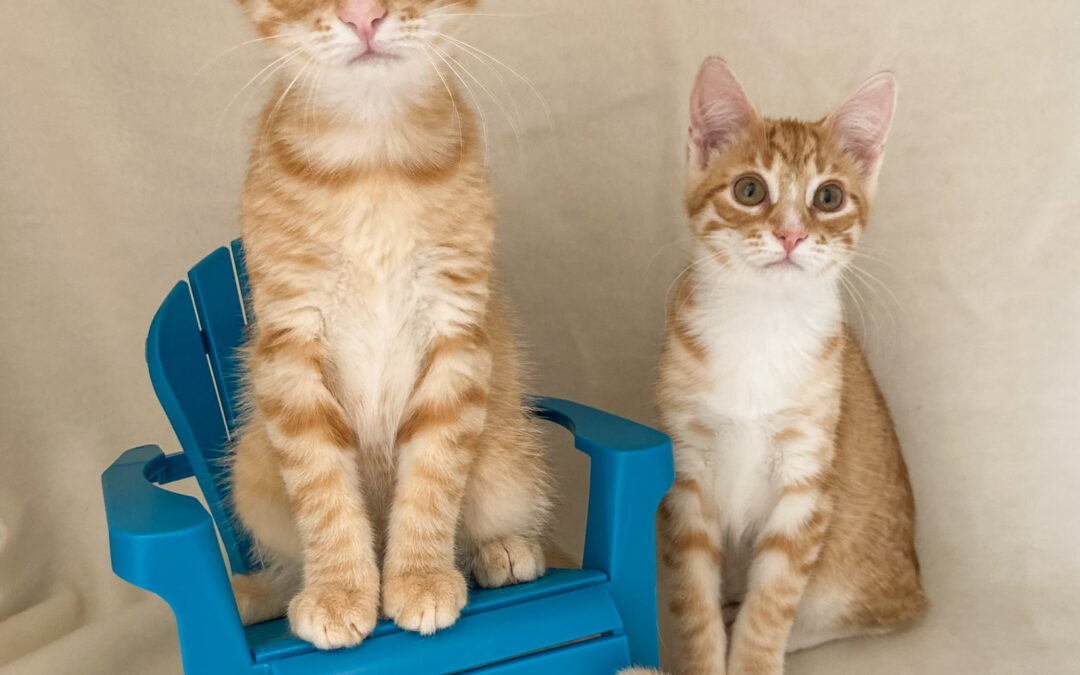 Honey Bee and Firefly are adopted!