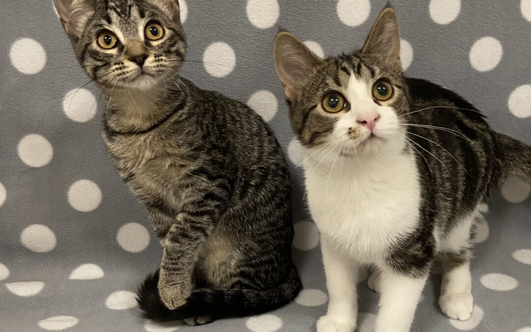 Basil & Rosemary are adopted!
