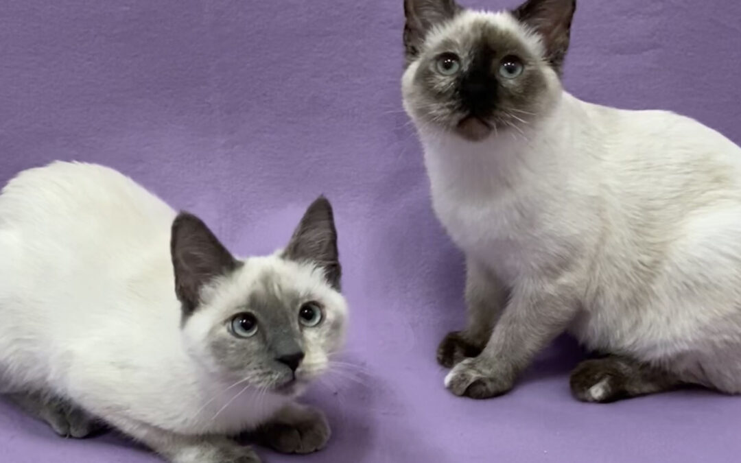 Jade and Jasmine are adopted!
