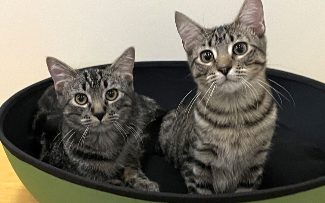 August & Paris are adopted!
