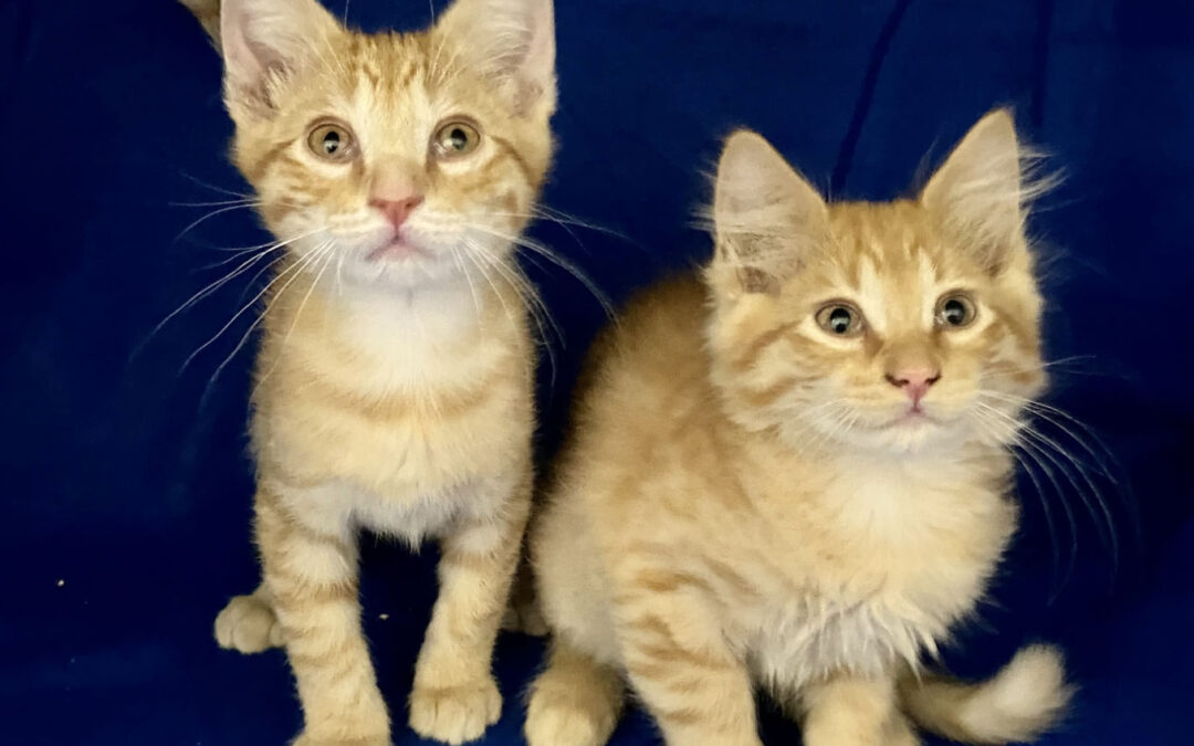 Scooter & Archie went home!