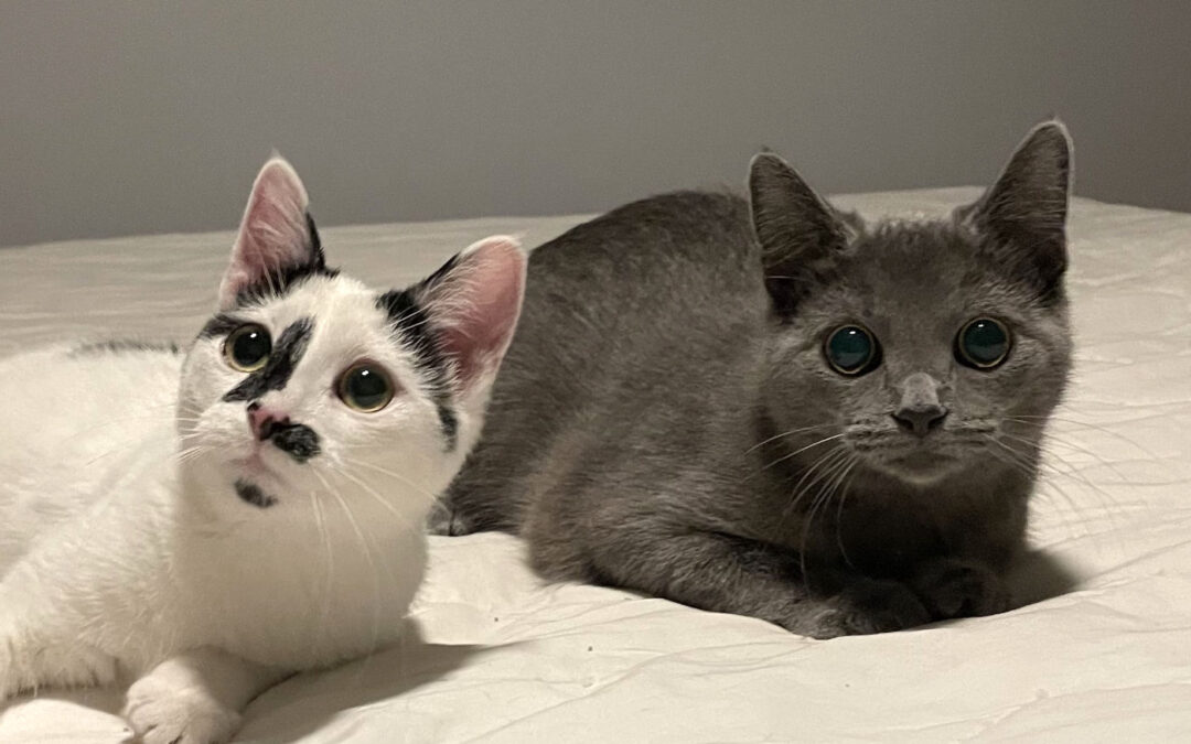 Lime & Coconut are adopted!