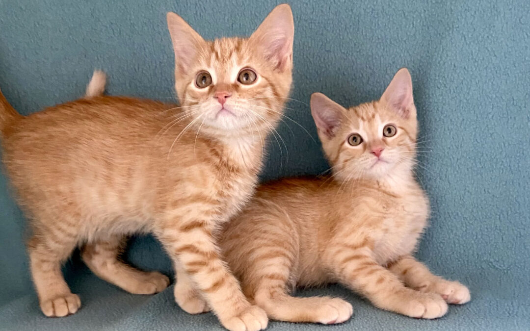 Newton & Hawking are adopted!