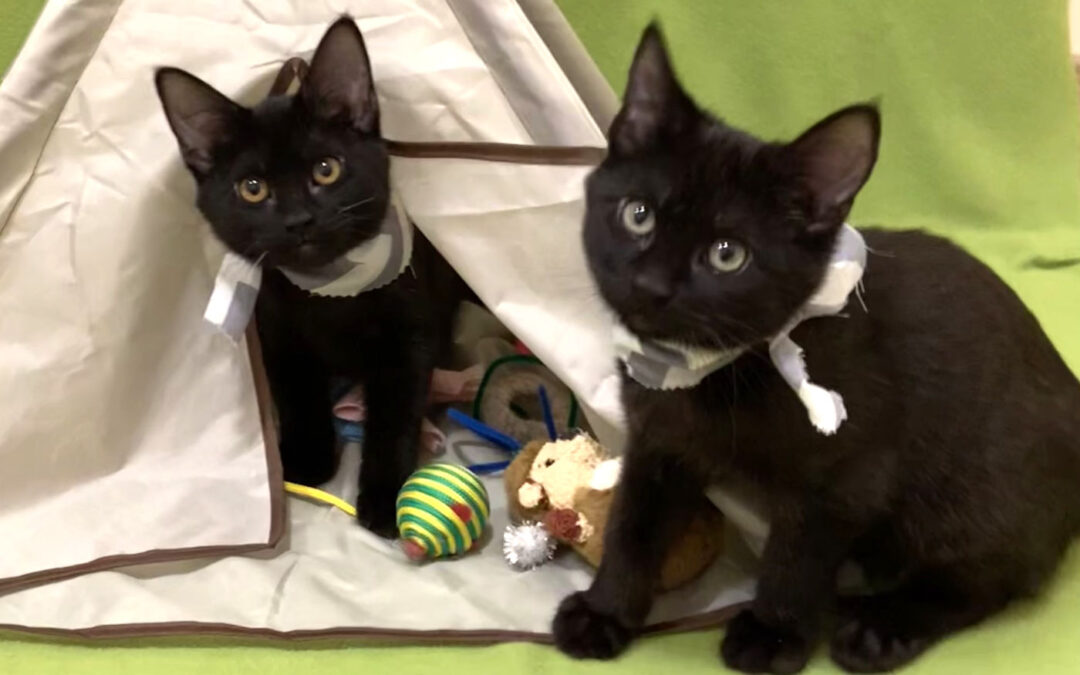 Moonpie & Shortribs are adopted!