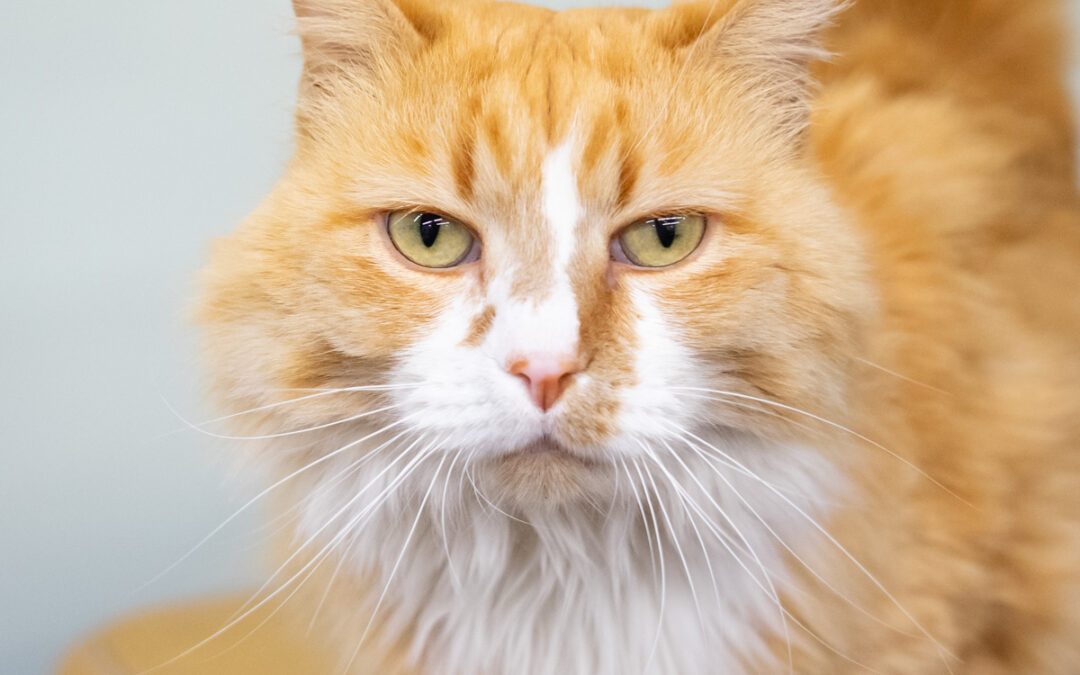 Marmalade is adopted!