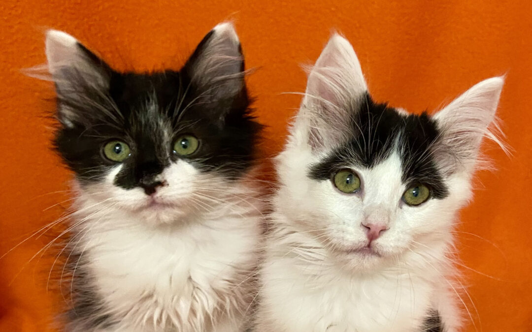 Bowie & Chaka are adopted!