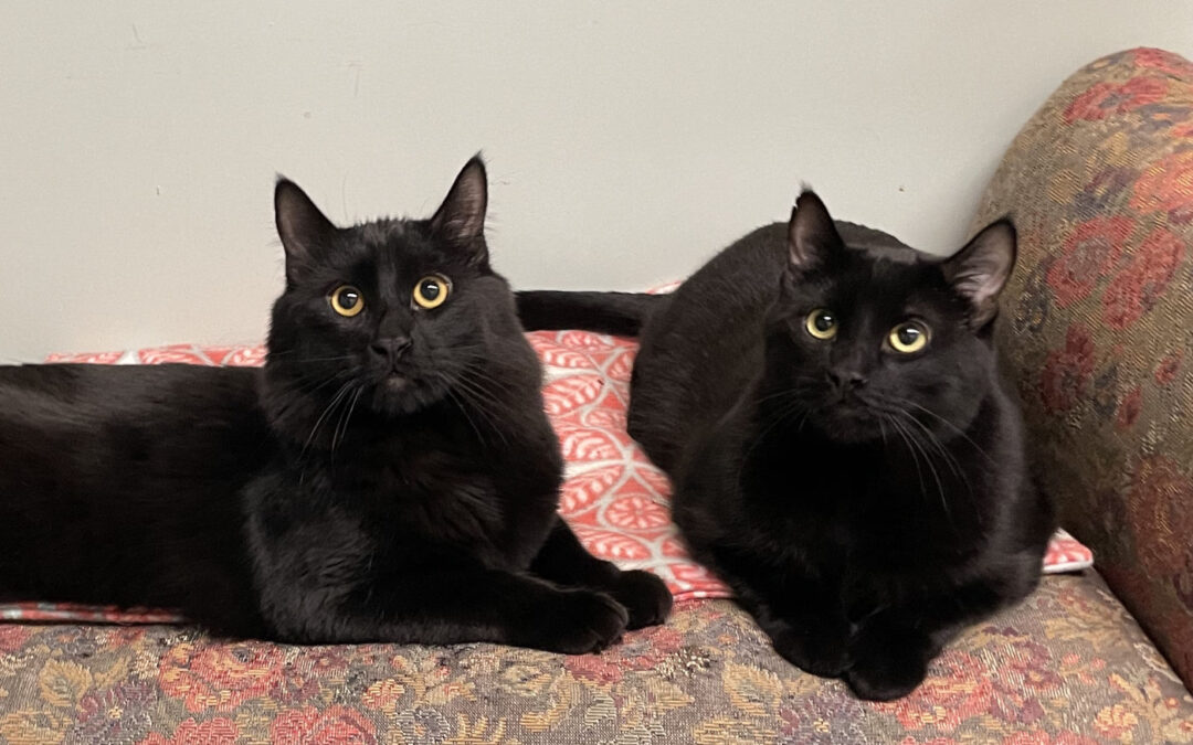 Nightwing and Obsidian are adopted!