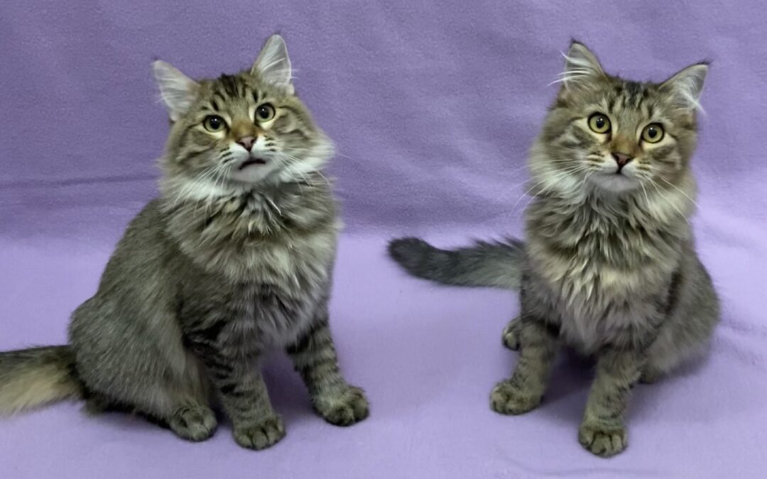 Butch and Buster are adopted!