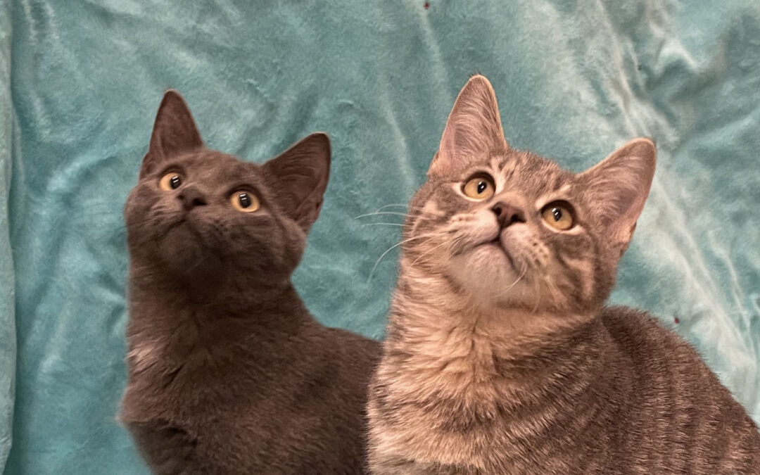 Pumpkin & Binx are adopted!