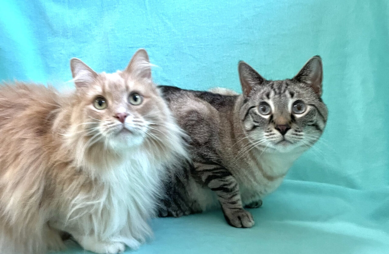 Buffer & Levi are adopted! | Happy Cats Haven
