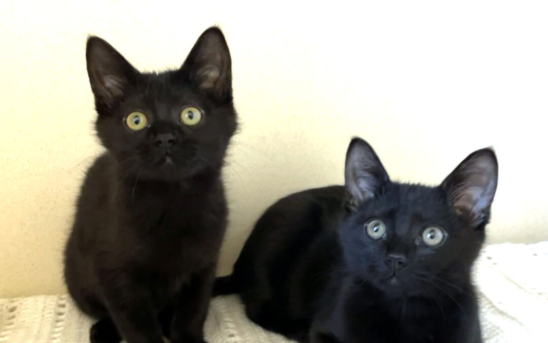Frost & Noelle are adopted!