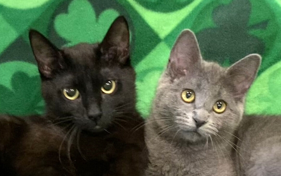 Bongo & Little Gray are adopted!