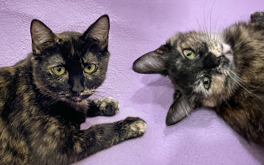 Eclipse & Midnight are adopted!