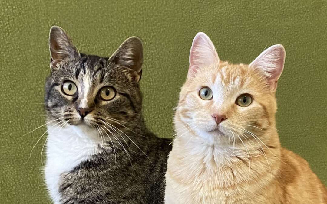 Mittens & Ginger are adopted!