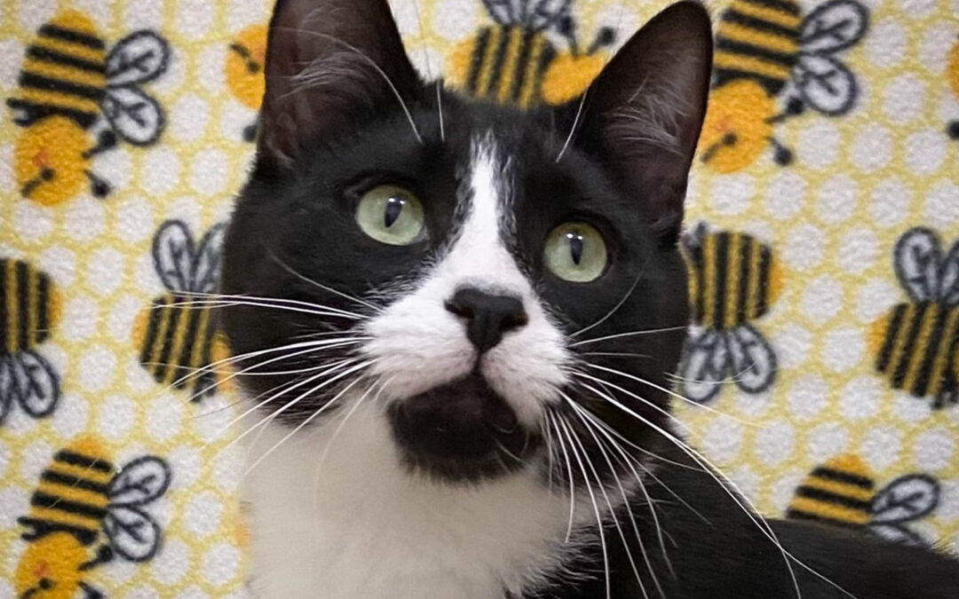 Tuxie is adopted!