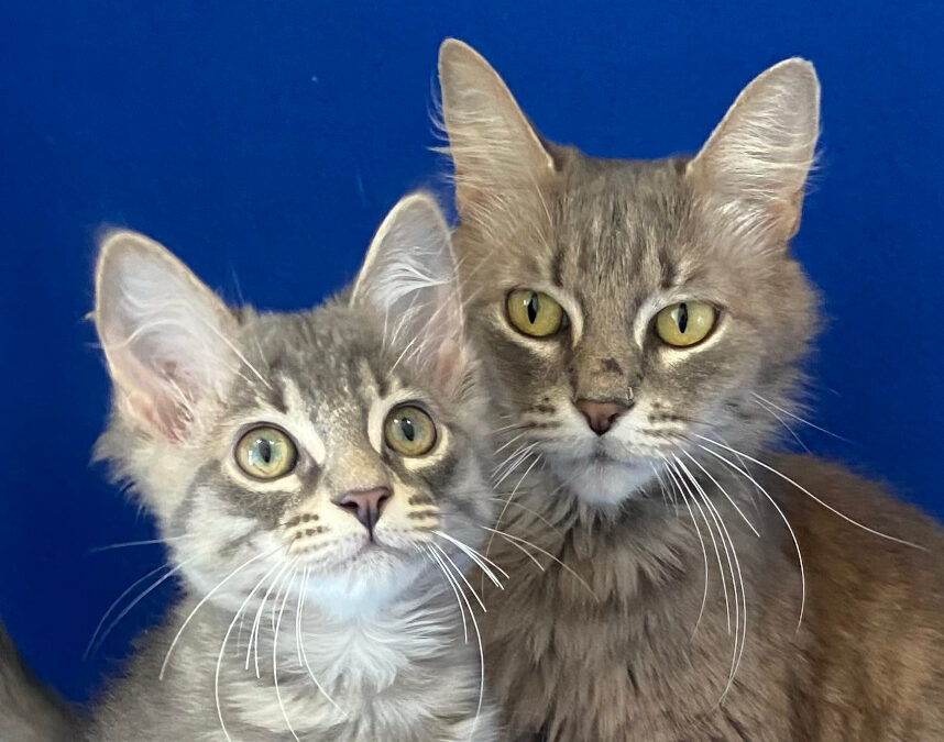 Shady & Storm are adopted!