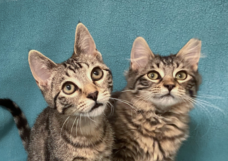 Andes & Dove are adopted!
