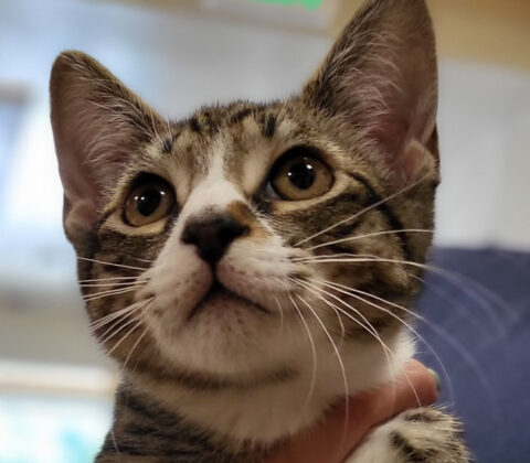 Dewey is adopted! | Happy Cats Haven