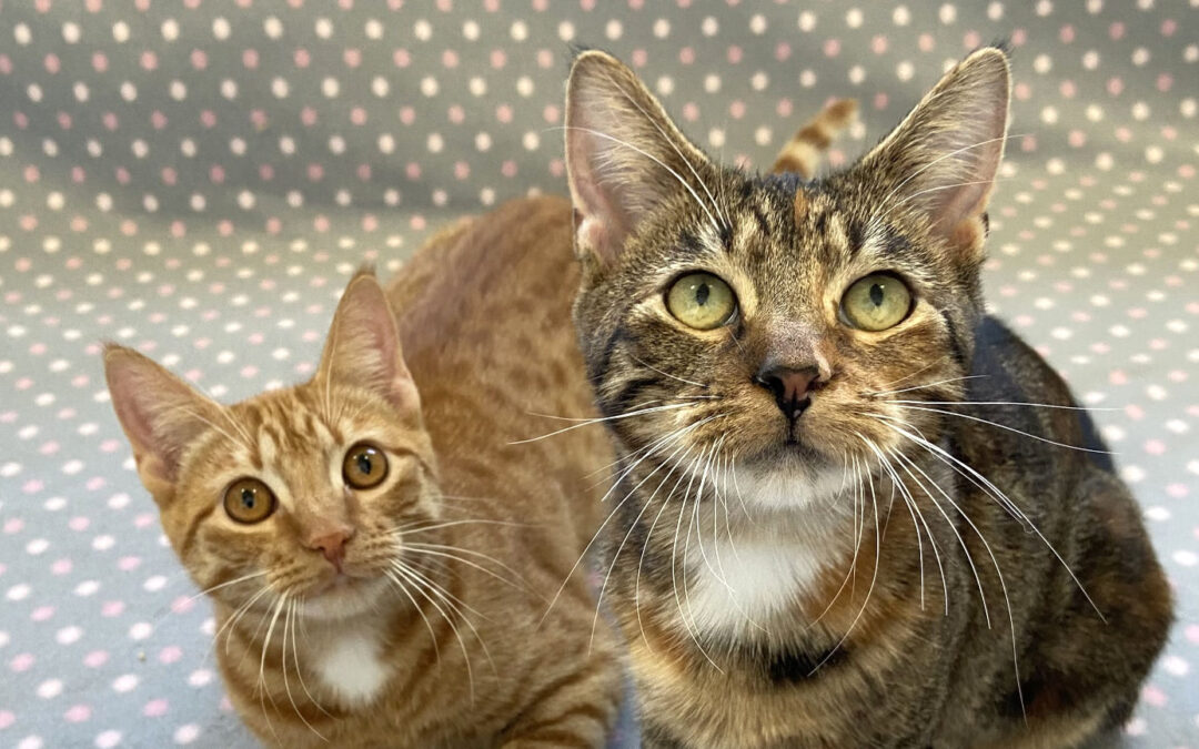 Priya & Agatha are adopted!