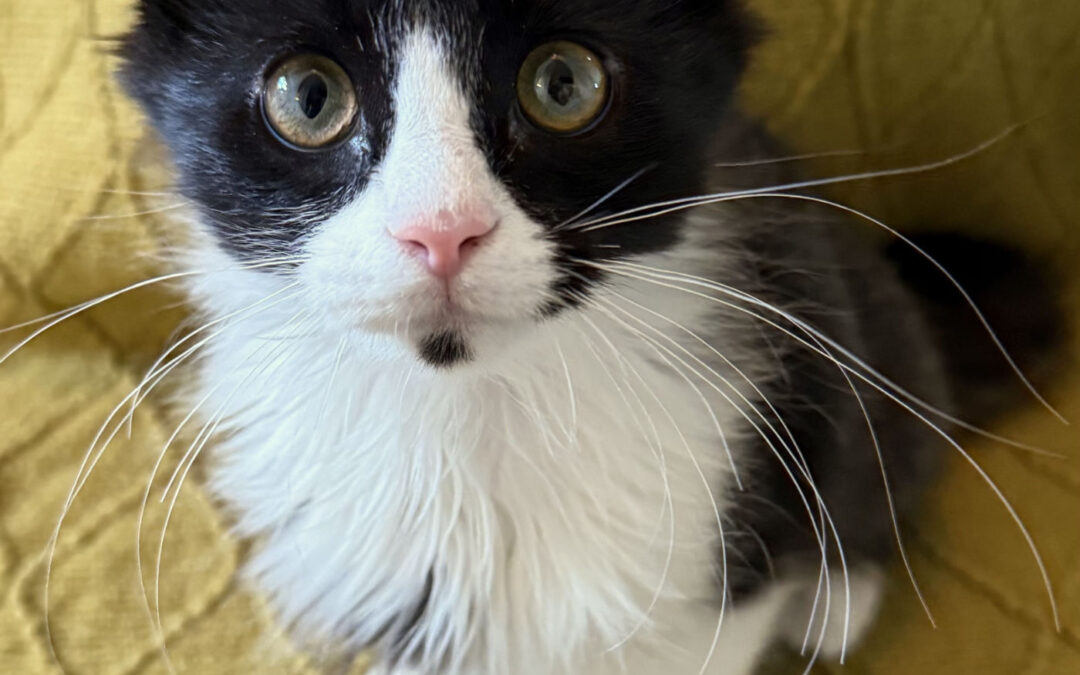 Backpack is adopted!