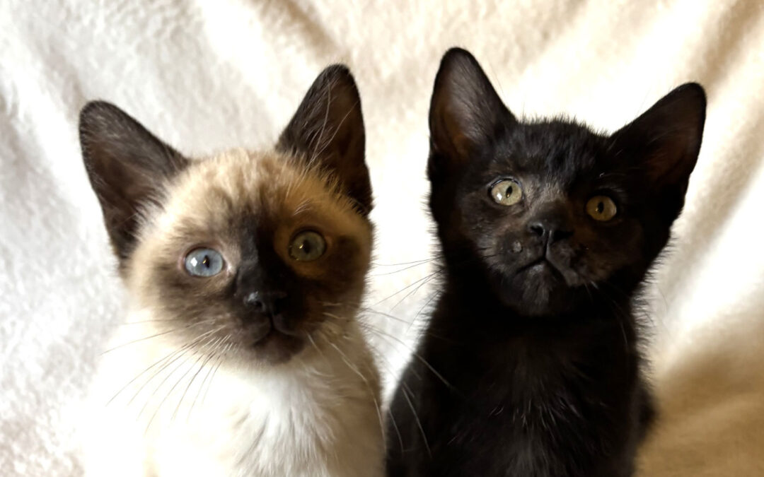 Cappella & Phil (Sunday Event)