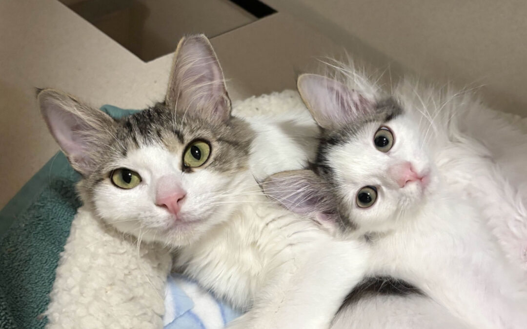 Clarabelle & Bazuka