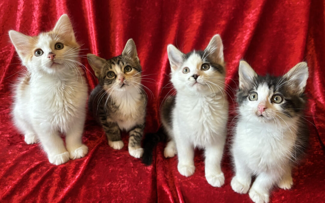 Available kittens