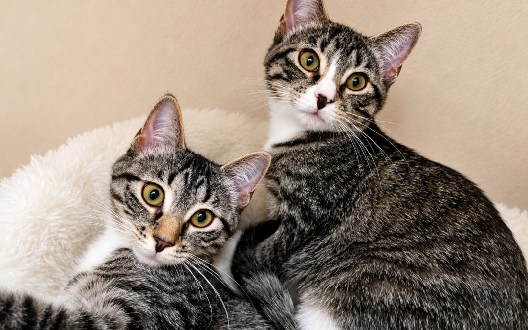 Available kittens