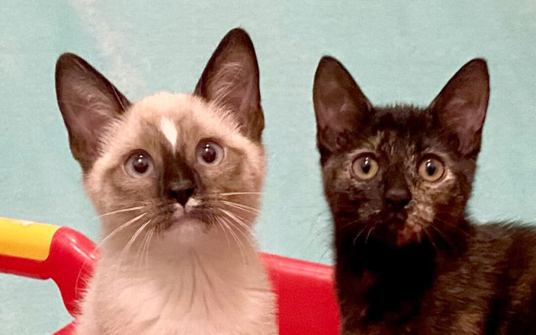 Available kittens