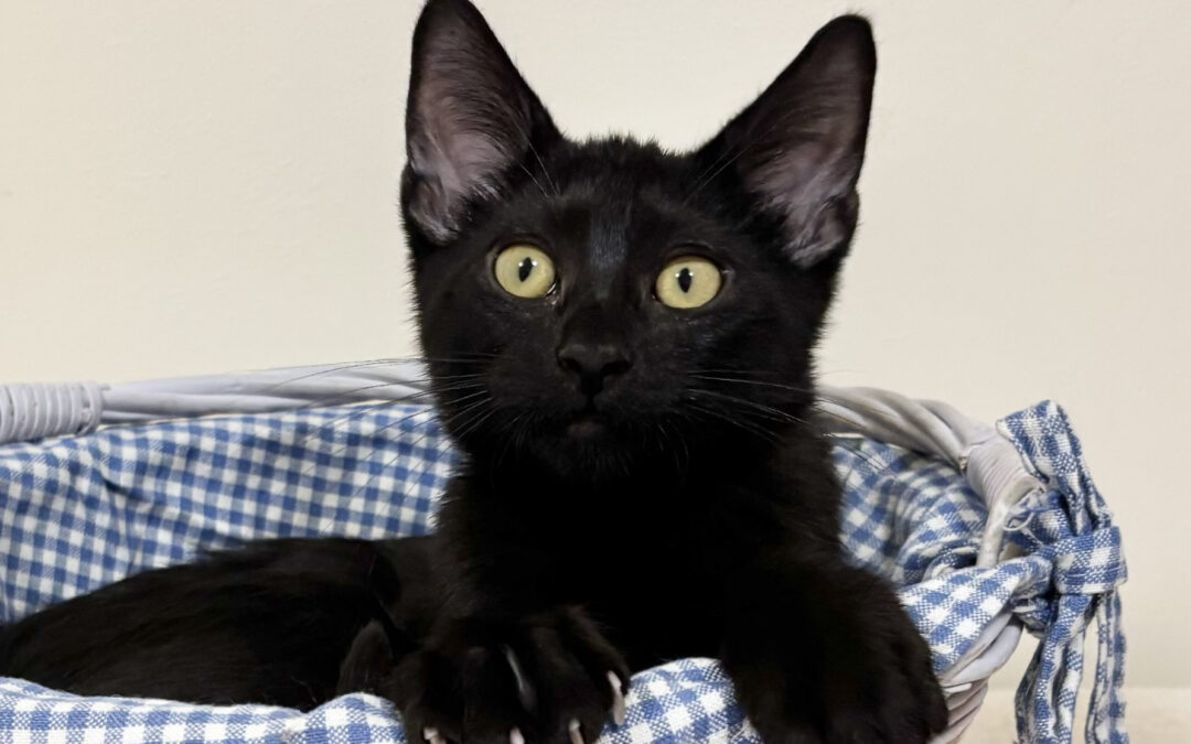Available kittens