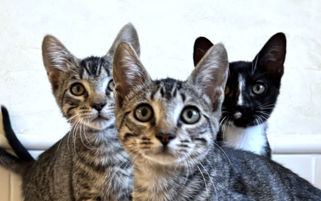 Available kittens