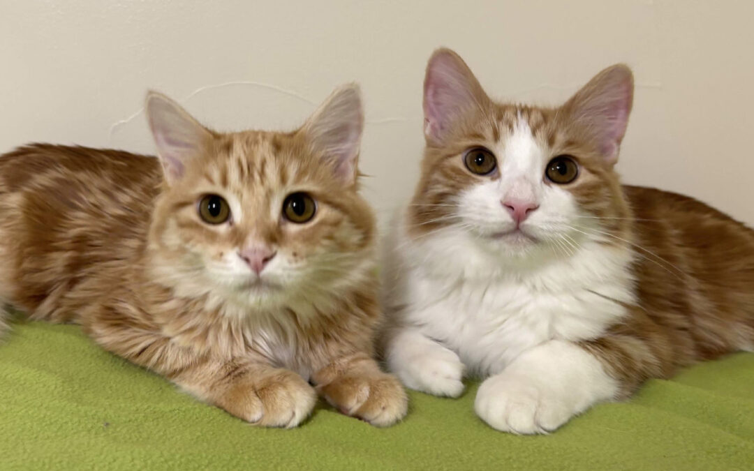 Maria & Dino are adopted!