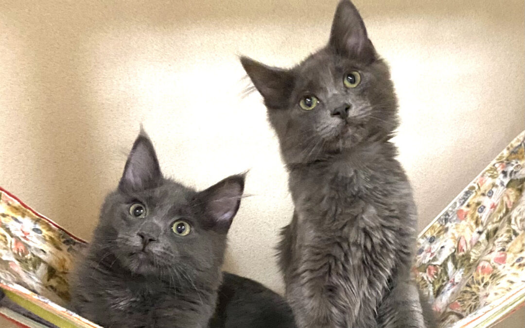 Available Kittens